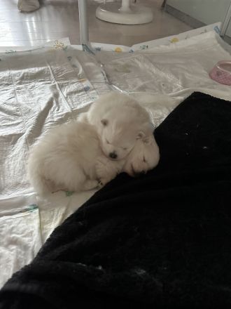 Pomeranian/Zwergspitz Welpen