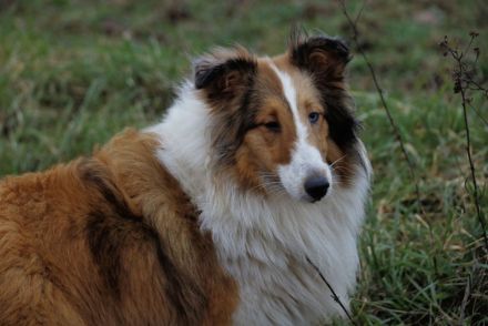 Vom  Liliengarten Simon