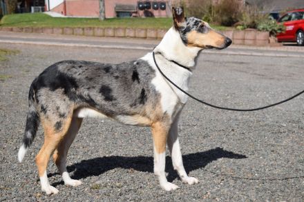 Vom  Liliengarten Simon