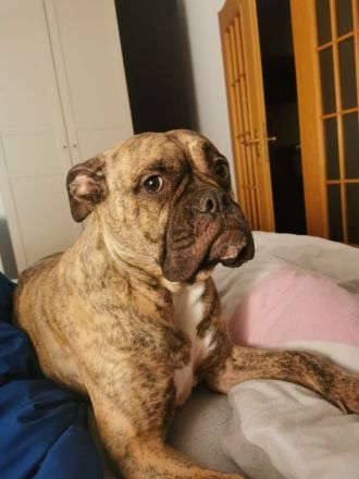 Ayla sucht ein liebevolles Zuhause