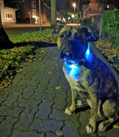 Ayla sucht ein liebevolles Zuhause