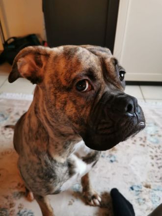 Ayla sucht ein liebevolles Zuhause