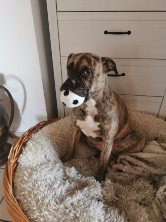 Ayla sucht ein liebevolles Zuhause