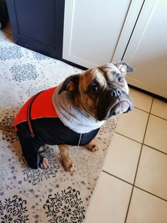 Ayla sucht ein liebevolles Zuhause