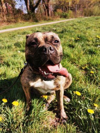 Ayla sucht ein liebevolles Zuhause