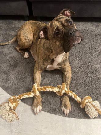 Ayla sucht ein liebevolles Zuhause