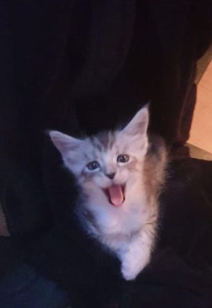 Noch 2 maine coon kitten abzugeben