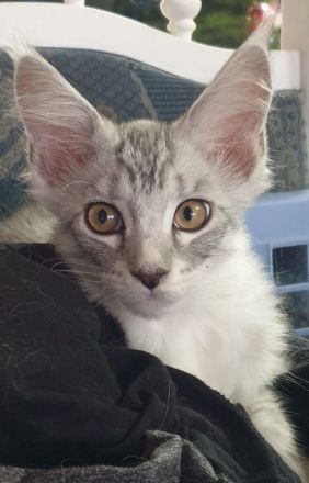 Noch 2 maine coon kitten abzugeben