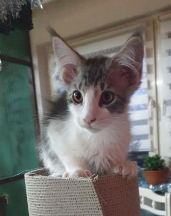 Noch 2 maine coon kitten abzugeben