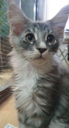 Noch 2 maine coon kitten abzugeben