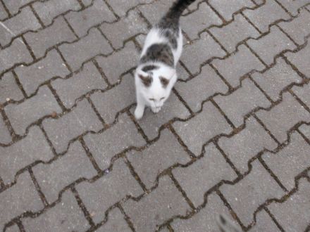 Liebe Kätzin vom Sommer 2023 abzugeben