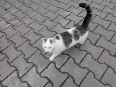 Liebe Kätzin vom Sommer 2023 abzugeben