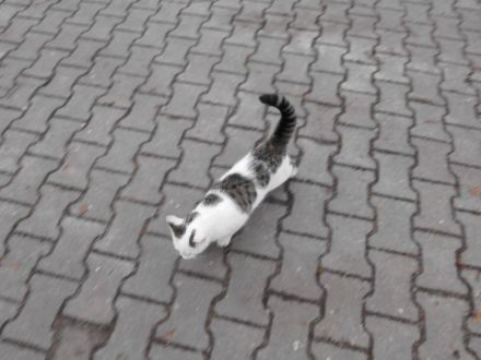 Liebe Kätzin vom Sommer 2023 abzugeben