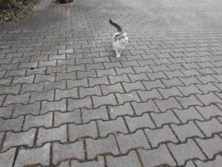 Liebe Kätzin vom Sommer 2023 abzugeben