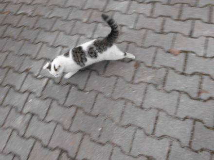 Liebe Kätzin vom Sommer 2023 abzugeben