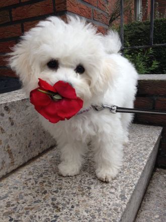 Bichon Frise Welpe zeitweise abzugeben