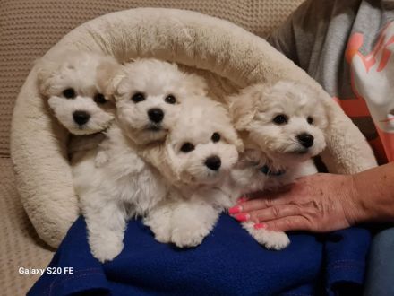 Bichon Frise Welpe zeitweise abzugeben