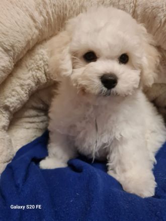 Bichon Frise Welpe zeitweise abzugeben