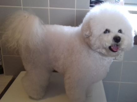 Bichon Frise Welpe zeitweise abzugeben