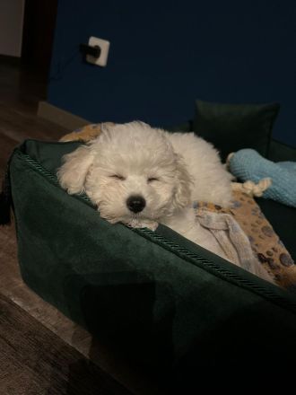 Bichon Frise Welpe zeitweise abzugeben