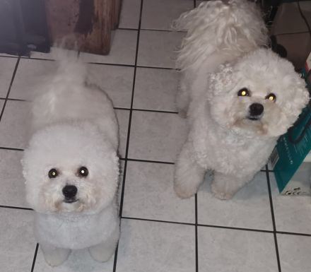 Bichon Frise Welpe zeitweise abzugeben