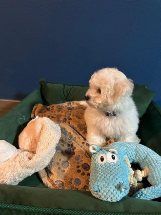 Bichon Frise Welpe zeitweise abzugeben