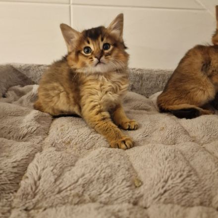 Zuckersüße Somali Kitten