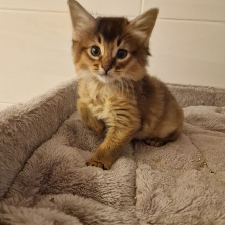 Zuckersüße Somali Kitten