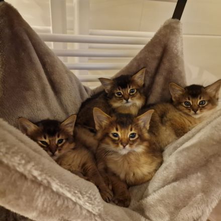 Zuckersüße Somali Kitten