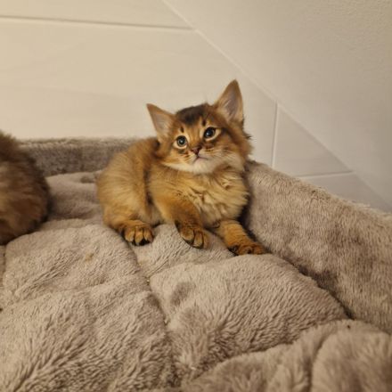 Zuckersüße Somali Kitten