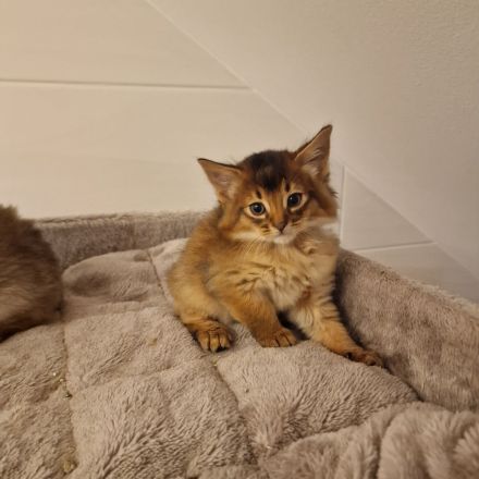 Zuckersüße Somali Kitten