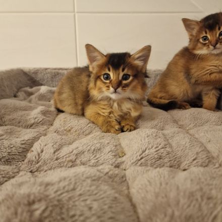 Zuckersüße Somali Kitten