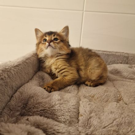 Zuckersüße Somali Kitten