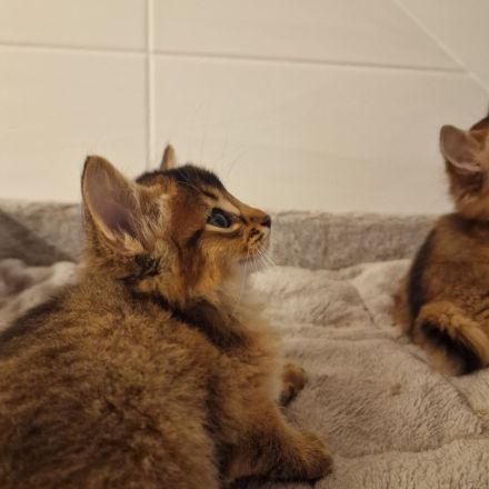 Zuckersüße Somali Kitten