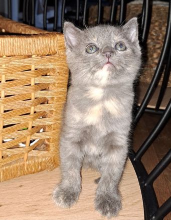 4 süße Perser BKH Mix Kitten suchen ihr für immer Zuhause