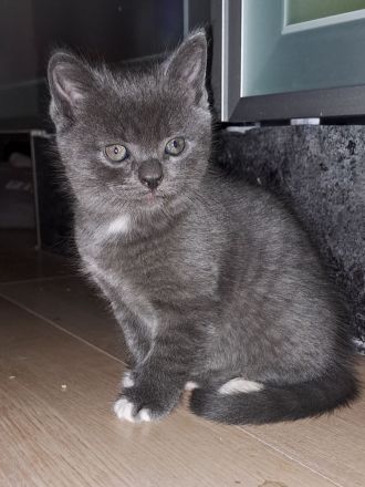 4 süße Perser BKH Mix Kitten suchen ihr für immer Zuhause