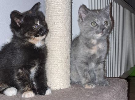 4 süße Perser BKH Mix Kitten suchen ihr für immer Zuhause