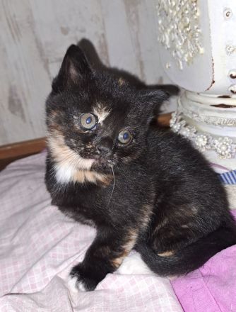 4 süße Perser BKH Mix Kitten suchen ihr für immer Zuhause