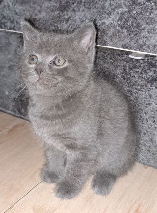 4 süße Perser BKH Mix Kitten suchen ihr für immer Zuhause