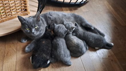 4 süße Perser BKH Mix Kitten suchen ihr für immer Zuhause