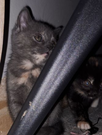 4 süße Perser BKH Mix Kitten suchen ihr für immer Zuhause