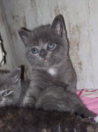 4 süße Perser BKH Mix Kitten suchen ihr für immer Zuhause