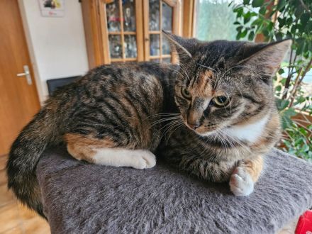 Main Coon Mix Kätzchen abzugeben