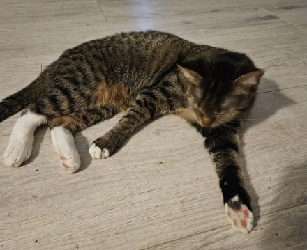 Main Coon Mix Kätzchen abzugeben