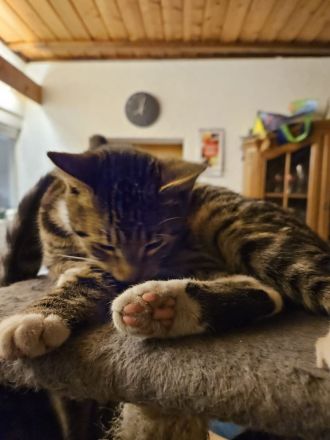 Main Coon Mix Kätzchen abzugeben