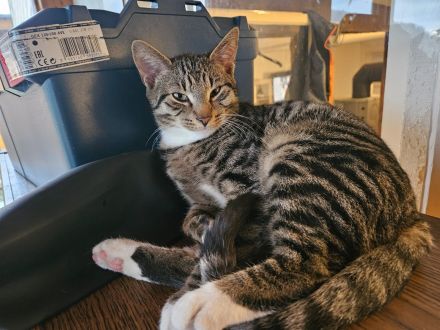 Main Coon Mix Kätzchen abzugeben