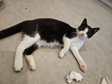 Main Coon Mix Kätzchen abzugeben