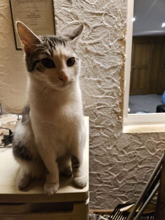 Main Coon Mix Kätzchen abzugeben