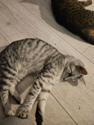 Main Coon Mix Kätzchen abzugeben