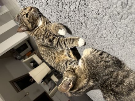 Zwei liebevolle Kater